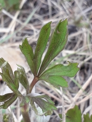 Anemonoides sylvestris