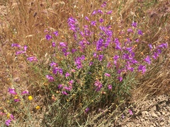 Penstemon heterophyllus