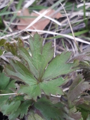 Anemonoides sylvestris