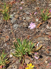 Lewisia columbiana
