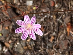 Lewisia columbiana