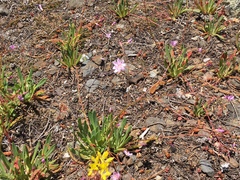 Lewisia columbiana