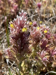 Castilleja ambigua insalutata