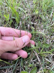 Zoysia