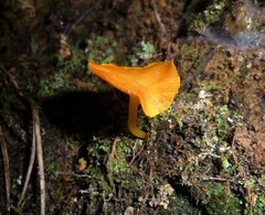 Tricholomopsis aurea