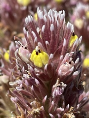 Castilleja ambigua insalutata