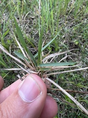 Zoysia