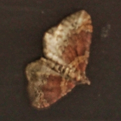 Xanthorhoe spadicearia