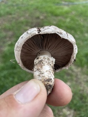 Agaricus