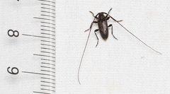 Eutrichillus biguttatus