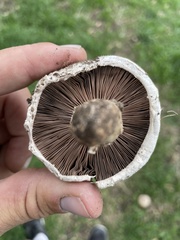 Agaricus