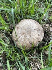 Agaricus