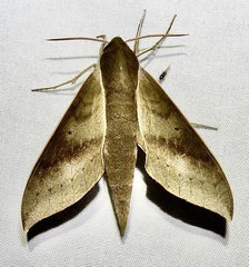 Xylophanes porcus