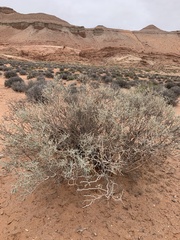 Psorothamnus thompsoniae