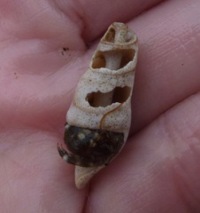 Ophiodermella inermis