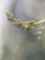 Psorothamnus thompsoniae