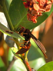 Polistes lanio