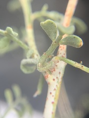 Psorothamnus thompsoniae