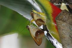 Calpodes longirostris