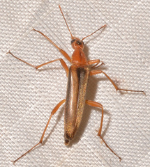 Cephaloon lepturides