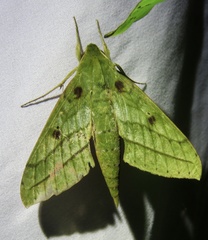 Xylophanes mirabilis