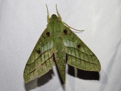 Xylophanes mirabilis