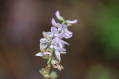 Orbexilum pedunculatum