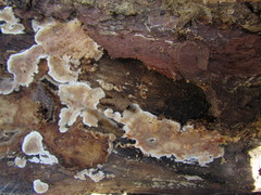 Dacryobolus karstenii