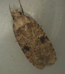 Agonopterix propinquella