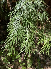 Calocedrus