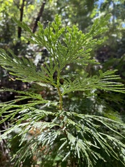 Calocedrus