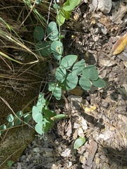 Lathyrus sulphureus