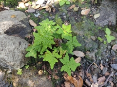 Pentagramma triangularis semipallida