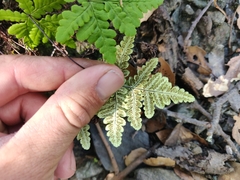 Pentagramma triangularis semipallida