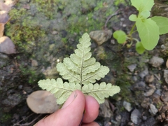 Pentagramma triangularis semipallida
