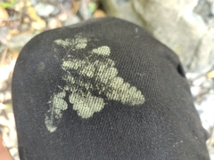 Pentagramma triangularis semipallida