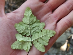 Pentagramma triangularis semipallida