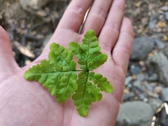 Pentagramma triangularis semipallida