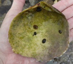 Semele decisa