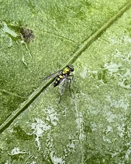 Condylostylus longicornis