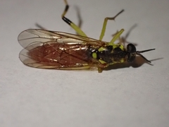 Xylomya tenthredinoides