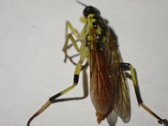Xylomya tenthredinoides