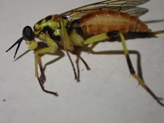 Xylomya tenthredinoides