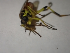 Xylomya tenthredinoides