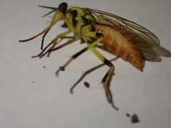 Xylomya tenthredinoides