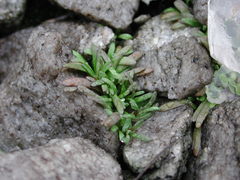 Mononeuria uniflora