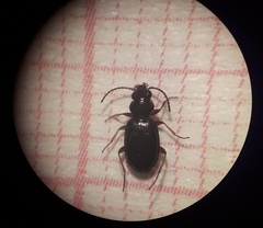 Bembidion lampros