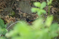 Pipilo maculatus oregonus