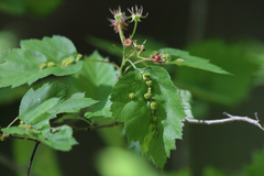 Dasineura crataegibedeguar