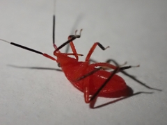 Coccobaphes frontifer